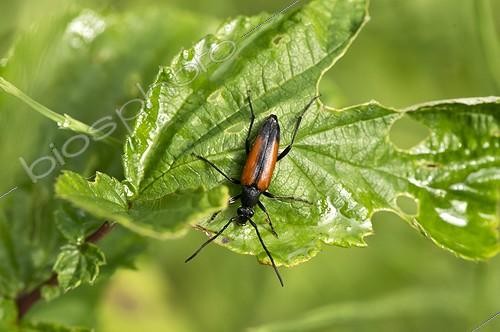 Biosphoto | 2009180 | Black striped longhorn beetle on leaf - Denmark | &copy; Steen Drozd Lund / Biosphoto