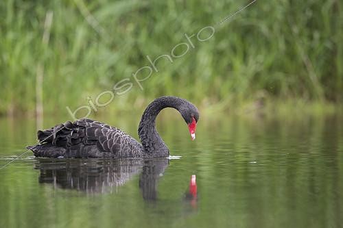 Biosphoto | 2101599 | Black Swan (Cygnus atratus) on water and its reflection, France | &copy; Olivier Gutfreund / Biosphoto