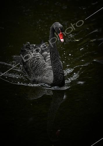 Biosphoto | 2429341 | Black swan (Cygnus atratus) swimming in the water, Spain, Europe | &copy; Michael Weber / imageBROKER / Biosphoto
