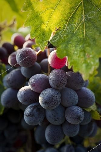 Biosphoto | 1121630 | Black table grapes ripe for the picking Vaucluse France ; EARL Les Combettes | &copy; David Tatin / Biosphoto