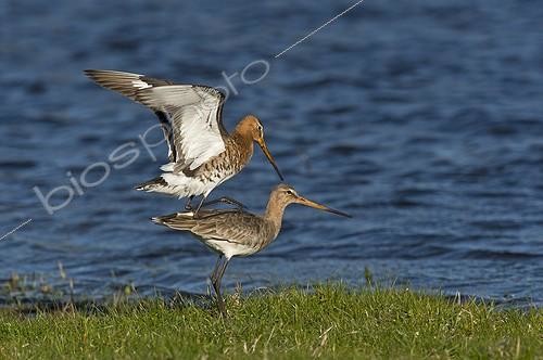 Biosphoto | 1996625 | Black-tailed Godwit mating on bank - Denmark | &copy; Steen Drozd Lund / Biosphoto