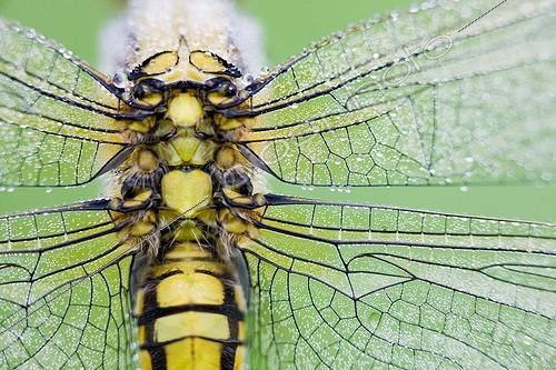Biosphoto | 1389660 | Black-tailed Skimmer female dewy France | &copy; Jean-Baptiste Strobel / Biosphoto