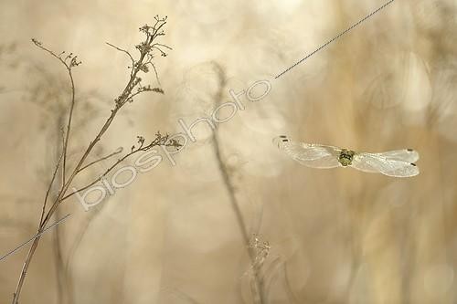 Biosphoto | 1123561 | Black-tailed Skimmer flying in the dry grass France | &copy; Ghislain Simard / Biosphoto