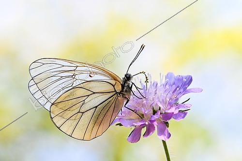 Biosphoto | 2605338 | Black-veined White (Aporia crataegi) on flower, Lorraine, France | &copy; Stéphane Vitzthum / Biosphoto