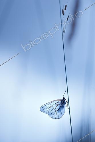 Biosphoto | 2154253 | Black-veined White (Aporia crataegi) on stem, France | &copy; Gil Gautier / Biosphoto