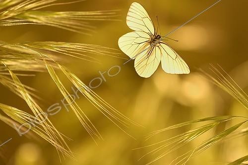 Biosphoto | 920554 | Black-Veined White in flight at dusk in spring | &copy; Ghislain Simard / Biosphoto