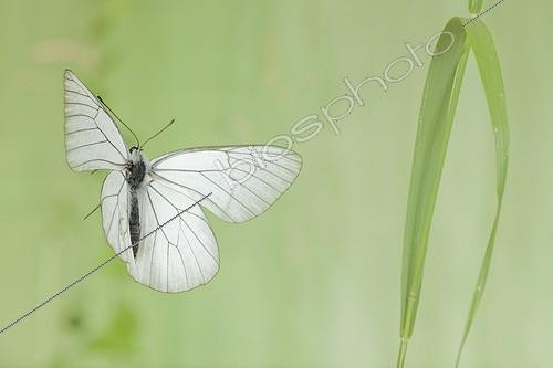 Biosphoto | 2009314 | Black-veined White in flight - France | &copy; Joël Héras / Biosphoto