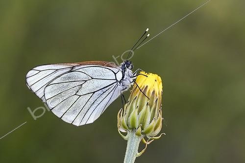 Biosphoto | 1921338 | Black-veined White on a flower - Serra do Courel Spain | &copy; Siro Moya / Biosphoto