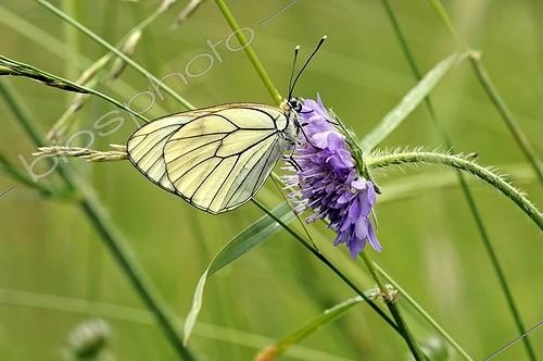 Biosphoto | 894691 | Black -veined White pollinating a flower Scabieusa Limousin | &copy; Roger Dauriac / Biosphoto
