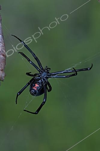 Biosphoto | 2443424 | Black Widow Spider (Latrodectus hesperus) - Female - Arizona - Characterized by a a bright red-orange hourglass shape on the underside - Found throughout most of North America-more commonly in warmer climates - Common around man-made structures such as garages and lawn chairs and woodpiles - Also lives in a variety of natural habitats - Preys mainly upon insects trapped in its web - They are shy-sedentary and largely nocturnal - Non-aggressive but will bite in self-defense - Venomous - Mates only once retaining sperm for future egg-laying - Often eats the male after mating | &copy; John Cancalosi / Biosphoto