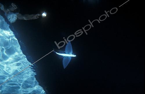 Biosphoto | 2148765 | Black wing flyingfish (Hirundichthys rondeletii) deployed fins and character on a boat illuminating it from the night surface, Villefranche-sur-Mer, Alpes-Maritimes, France, Mediterranean Sea | &copy; Jean-Michel Mille / Biosphoto