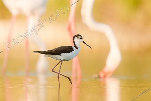 Biosphoto | 2404731 | Black-winged Stilt (Himantopus himantopus) foraging, Camargue, France | &copy; Oliver Geiseler / BIA / Biosphoto