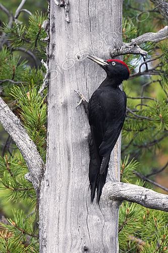 Biosphoto | 2626167 | Black Woodpecker (Dryocopus martius), adult male perched on a trunk, Lapland, Finland | &copy; Saverio Gatto / Biosphoto