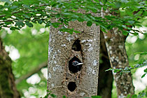 Biosphoto | 2624927 | Black woodpecker (Dryocopus martius) juvenile ready to take flight, peeking out of the cavity that served as its nest, Gers, France. | &copy; Christophe Florin / Biosphoto