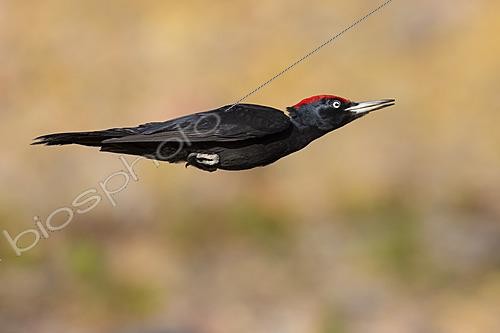 Biosphoto | 2626166 | Black Woodpecker (Dryocopus martius), side view of an adult male in flight, Lapland, Finland | &copy; Saverio Gatto / Biosphoto