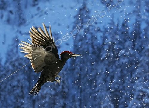 Biosphoto | 1997937 | Black Woodpecker in flight in the snow - Posio Finland | &copy; Markus Varesvuo / Biosphoto