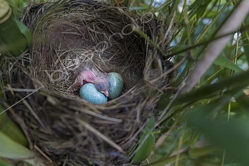 Biosphoto | 2622099 | Blackbird (Turdus merula), nestling and eggs in the nest in a garden, Oise, France. | &copy; Tonino De Marco / Biosphoto