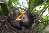 Biosphoto | 2622101 | Blackbird (Turdus merula), nestlings in a garden, Oise, France. | &copy; Tonino De Marco / Biosphoto