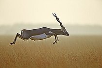 Biosphoto | 2043239 | Blackbuck jumping in savanna - Velavadar India | &copy; Sylvain Cordier / Biosphoto