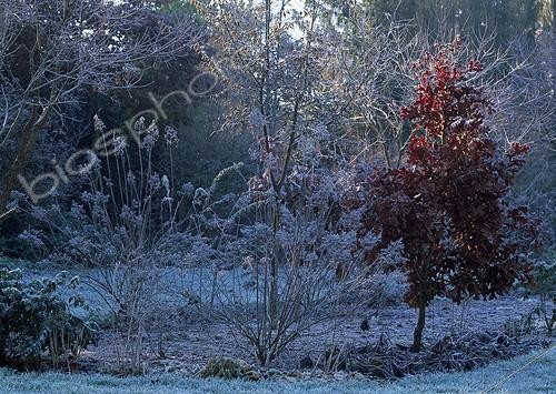 Biosphoto | 998138 | Blackjack oak and Hydrangea in a garden in winter | &copy; Gilles Le Scanff & Joëlle-Caroline Mayer / Biosphoto