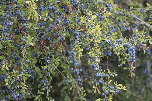 Biosphoto | 2497541 | Blackthorn (Prunus spinosa) fruits, Lorraine, France | &copy; Régis Cavignaux / Biosphoto