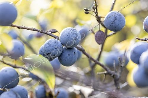 Biosphoto | 2567424 | Blackthorn (Prunus spinosa) sloes in autumn, Herault, France | &copy; Marie Aymerez / Biosphoto