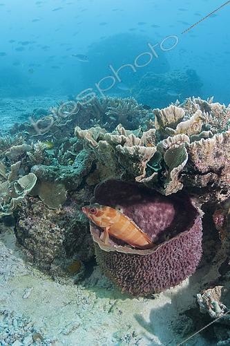Biosphoto | 2444478 | Blacktip grouper (Epinephelus fasciatus) in a sponge. Heron Island. Great Barrier Reef. Queensland. Autralia. | &copy; Jean-Michel Mille / Biosphoto