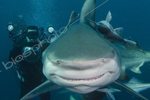 Biosphoto | 2453042 | Blacktip Shark, Carcharhinus limbatus, Aliwal Shoal, Umkomaas, South Africa, Indian Ocean. | &copy; Andy Murch / Biosphoto