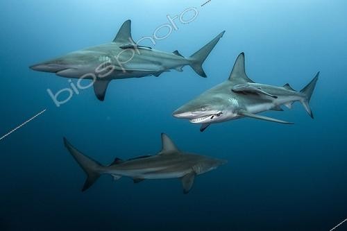 Biosphoto | 2047741 | Blacktip sharks group | &copy; Mike Korostelev / Biosphoto