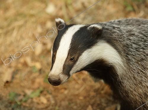 Biosphoto | 2618720 | Blaireau d'Eurasie, (Meles meles), portrait d'un adulte. Europe | &copy; Thierry Forest / Biosphoto