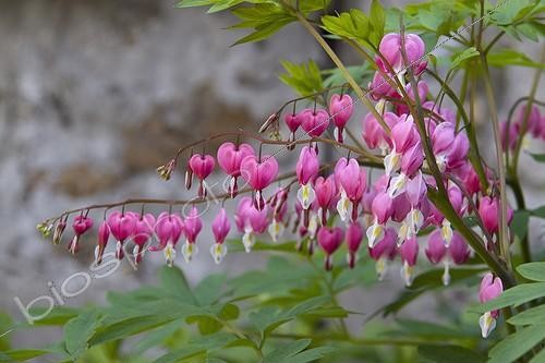 Biosphoto | 1275349 | Bleeding heart , April | &copy; Lamontagne / Biosphoto