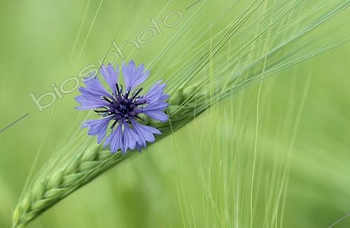 Biosphoto | 4776 | Bleuet sur un épi de blé vert Allemagne ; Le bleuet prouve l'absence d'herbiscides chimiques | &copy; Gerhard Schulz / Biosphoto