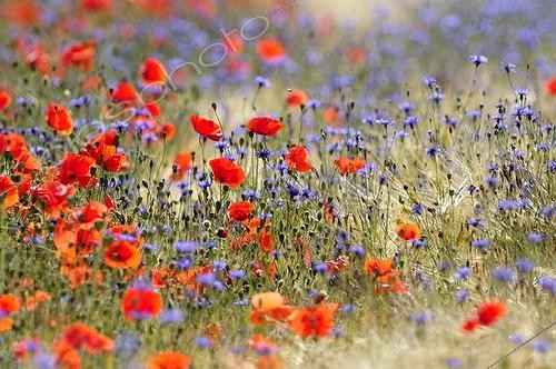 Biosphoto | 1366902 | Bleuets et Coquelicots dans un champ de céréales en Bourgogne | &copy; Pierre Vernay / Biosphoto