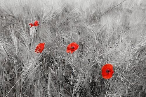 Biosphoto | 1993229 | Blooming poppies in a wheat field - France | &copy; Laurent Lhoté / Biosphoto