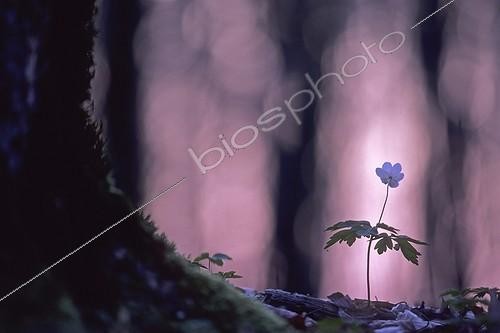 Biosphoto | 1136636 | Blossom Wood Anemone in undergrowth France | &copy; Florent Cardinaux  / Biosphoto
