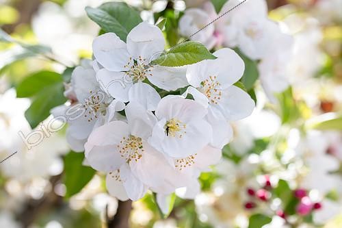 Biosphoto | 2504902 | Blossoms of Crabapple 'Evereste' | &copy; Marie Aymerez / Biosphoto