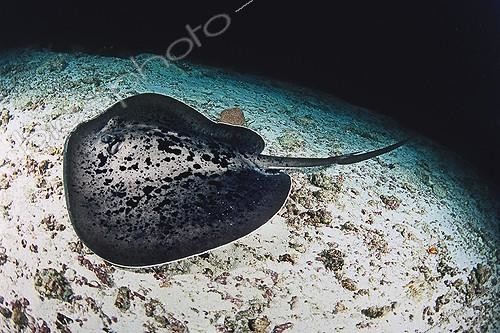 Biosphoto | 642897 | Blotched Fantail Ray swimming near the seabed Maldives | &copy; Didier Brandelet / Biosphoto