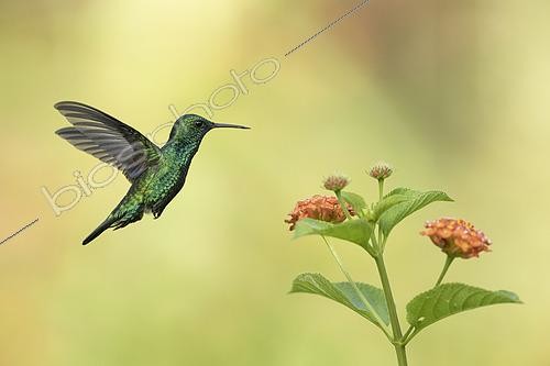 Biosphoto | 2592678 | Blue-chinned Sapphire (Chlorestes notata) in flight preparing to forage on a lantana flower, French Guiana | &copy; Nicolas Defaux / Biosphoto