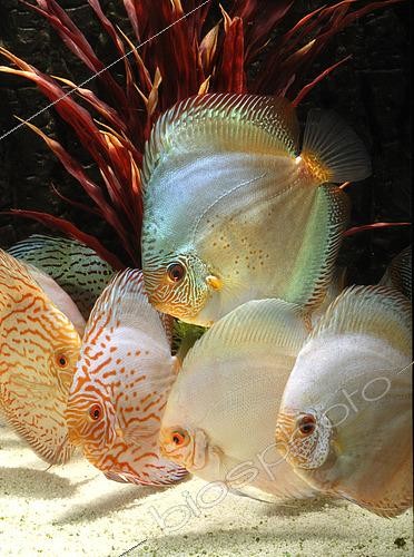 Biosphoto | 2458958 | Blue discus (Symphysodon aequifasciatus), group in aquarium | &copy; Aqua Press / Biosphoto