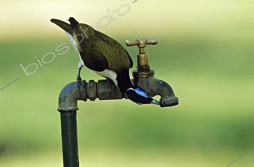 Biosphoto | 341755 | Blue-faced Honeyearter drinking | &copy; Cyril Ruoso / Biosphoto