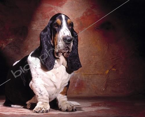 Biosphoto | 7176 | Blue Gascony Basset studio | &copy; Jean-Michel Labat / Biosphoto