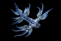 Biosphoto | 2454287 | Blue glaucus (Glaucus atlanticus), Pelagic Nudibranch, Tahiti, French Polynesia | &copy; Fabien Michenet / Biosphoto