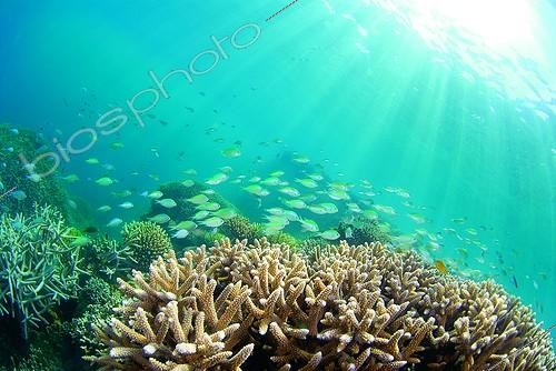 Biosphoto | 1159749 | Blue green damselfish swimming near a reef Mayotte | &copy; Mathieu Foulquié / Biosphoto