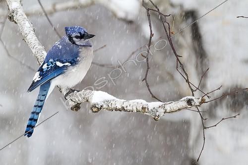 Biosphoto | 2010694 | Blue Jay on a branch in the snow - Quebec Canada | &copy; Philippe Henry / Biosphoto