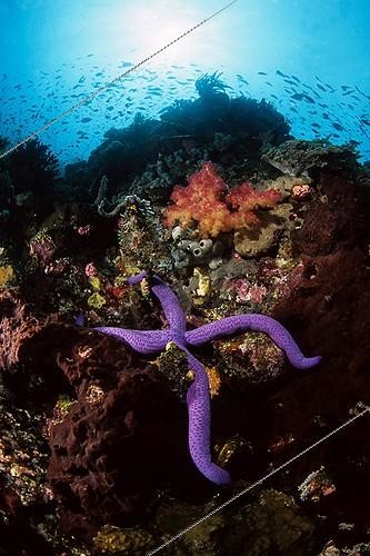 Biosphoto | 641210 | Blue Linckia Sea Star on a coral reef Sulawesi Island | &copy; Didier Brandelet / Biosphoto