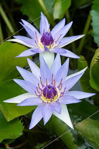 Biosphoto | 2415757 | Blue Pygmy Water lily (Nymphaea colorata), Jardin botanique Jean-Marie Pelt à Nancy, Lorraine, France | &copy; Stéphane Vitzthum / Biosphoto