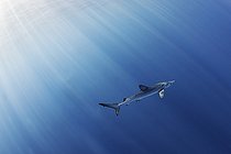 Biosphoto | 2426376 | Blue shark (Prionace glauca). North Atlantic Ocean, Canary Islands. | &copy; Sergio Hanquet / Biosphoto