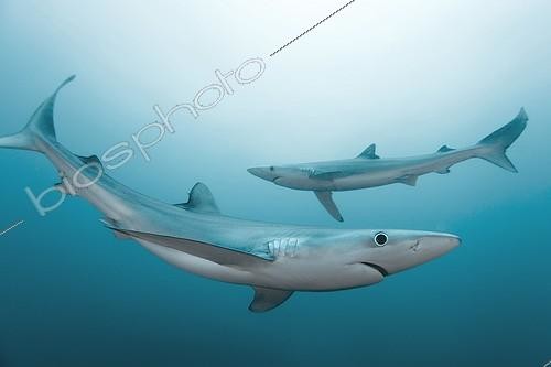 Biosphoto | 2047739 | Blue sharks - Atlantic Ocean South Africa | &copy; Mike Korostelev / Biosphoto