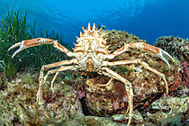 Biosphoto | 2621590 | Blue Spiny spider crab (Maja squinado), in the Port-Cros National Park, a species protected at the European level (listed in Annex III of the Bern and Barcelona Conventions), endemic to the Mediterranean. | &copy; Mathieu Foulquié / Biosphoto
