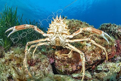 Biosphoto | 2621590 | Blue Spiny spider crab (Maja squinado), in the Port-Cros National Park, a species protected at the European level (listed in Annex III of the Bern and Barcelona Conventions), endemic to the Mediterranean. | &copy; Mathieu Foulquié / Biosphoto